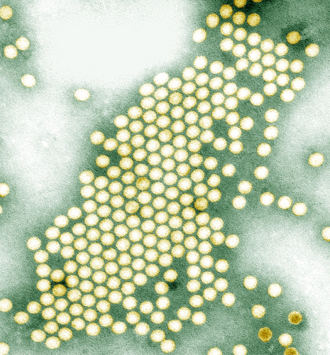 Poliovirus. Transmission electron micrograph, negative stain image of the polio virus.